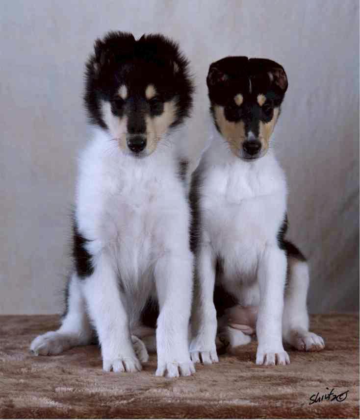 Snovali Double O Seven, "James" & Snovali Desire, "Dee" collie pups at 8 weeks old